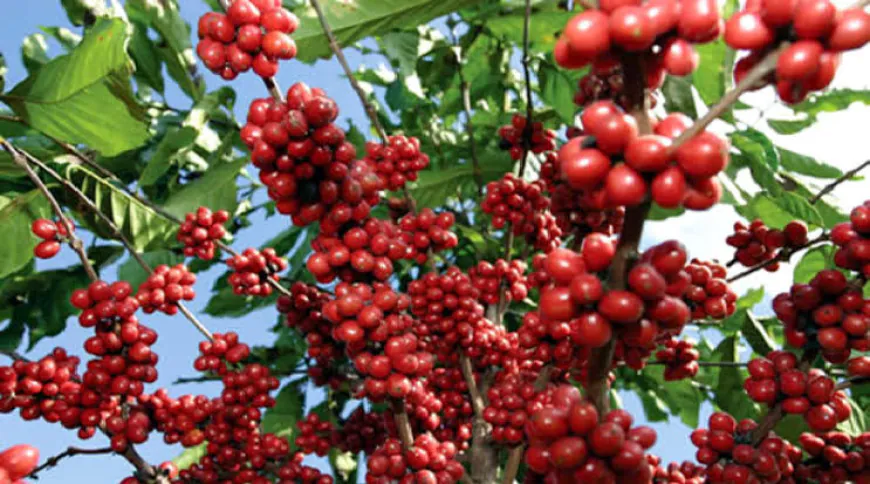 "Tanzania’s Drive to Boost Coffee Industry and Value Chain"