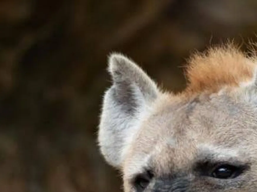 "Simiyu Cracks Down on Illegal Hyena Owners"