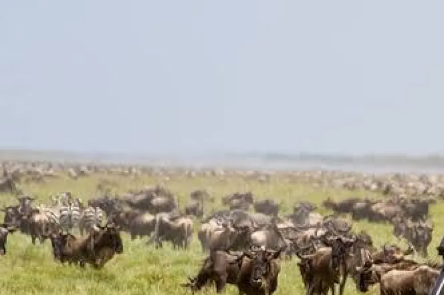 Tanzania’s Ngorongoro Attracts 2.9M Tourists, Earns TZS 694B