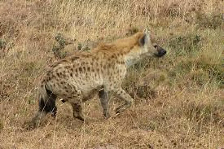 Tanzanian Man Jailed for 20 Years Over Illegal Hyena Possession