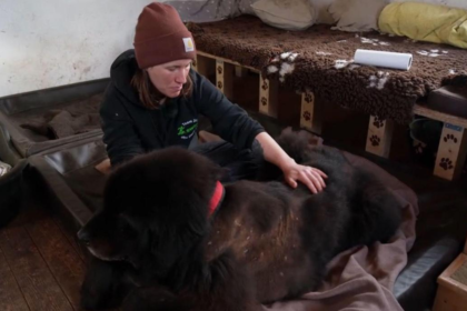 Martin Rütter Bruno story reveals a tragic yet powerful rescue journey in Die Unvermittelbaren. Discover what happened after his adoption.