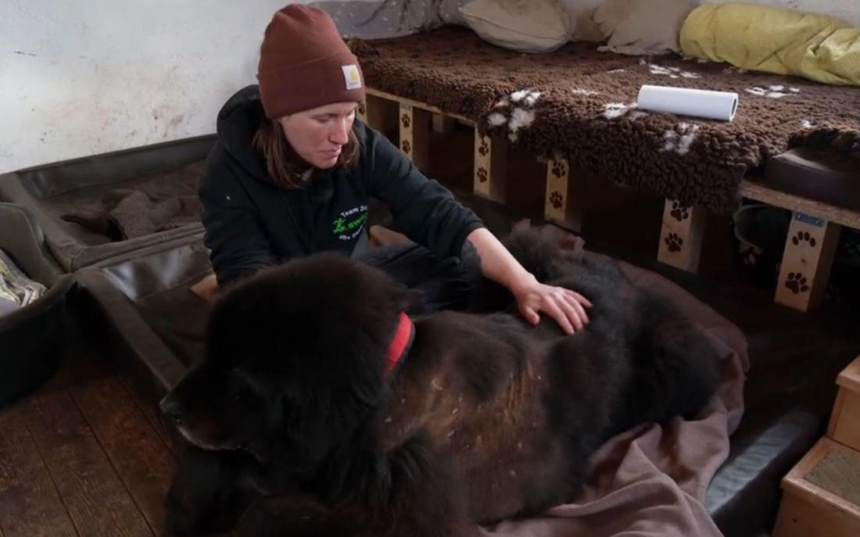 Martin Rütter Bruno story reveals a tragic yet powerful rescue journey in Die Unvermittelbaren. Discover what happened after his adoption.