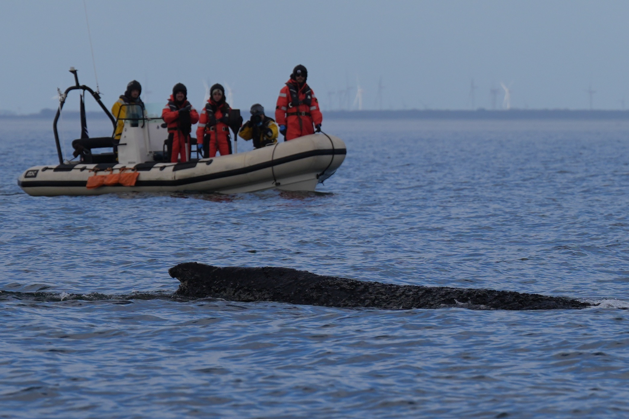 Ostsee Buckelwale case reveals why humpback whales struggle in the Baltic Sea and what experts are doing to save a stranded whale near Wismar.