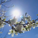 April Meaning, Events, and Global Significance Explained