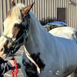 Discover everything about the 2026 Kentucky Derby, including date, odds, contenders, and key storylines shaping this year’s race.