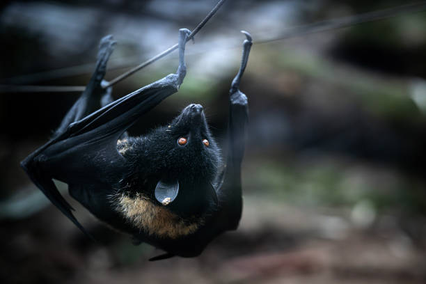 Discover the role of bats in ecosystems, disease research, and conservation efforts shaping global health and biodiversity.