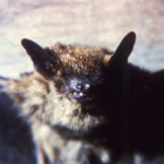 Discover the role of bats in ecosystems, disease research, and conservation efforts shaping global health and biodiversity.