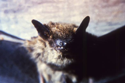 Discover the role of bats in ecosystems, disease research, and conservation efforts shaping global health and biodiversity.