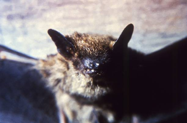 Discover the role of bats in ecosystems, disease research, and conservation efforts shaping global health and biodiversity.