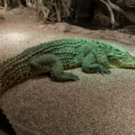 A rescued crocodile’s journey from a private garden to Vienna Zoo highlights conservation, animal welfare, and breeding efforts.
