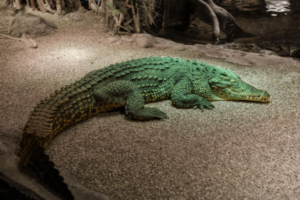 A rescued crocodile’s journey from a private garden to Vienna Zoo highlights conservation, animal welfare, and breeding efforts.