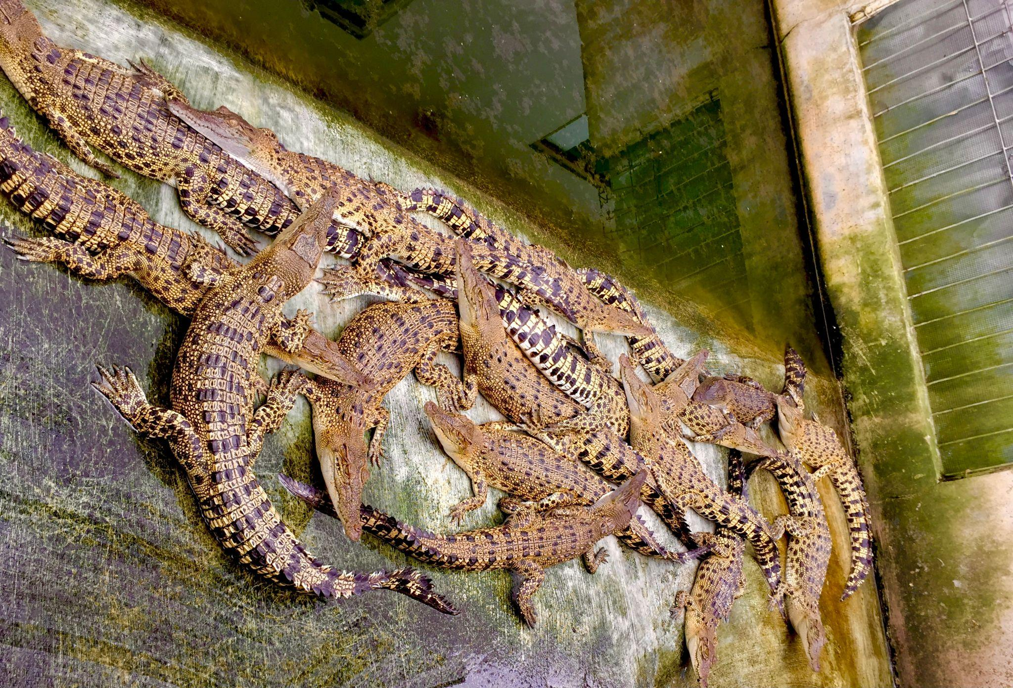 A rescued crocodile’s journey from a private garden to Vienna Zoo highlights conservation, animal welfare, and breeding efforts.