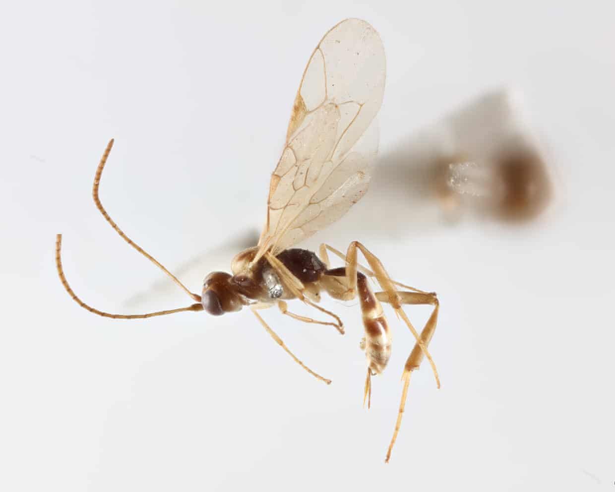 A tiny Chilean parasitic wasp, Attenboroughnculus tau, has been named after David Attenborough for his 100th birthday.