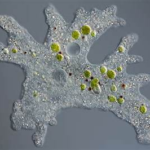 Learn what amoebae are, how they function, and why some species pose serious global health risks.