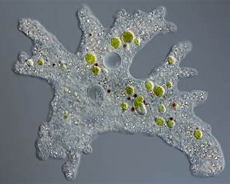 Learn what amoebae are, how they function, and why some species pose serious global health risks.