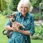 Explore Queen Camilla’s evolving role, from diplomacy to literacy advocacy, during her impactful US state visit with King Charles III.